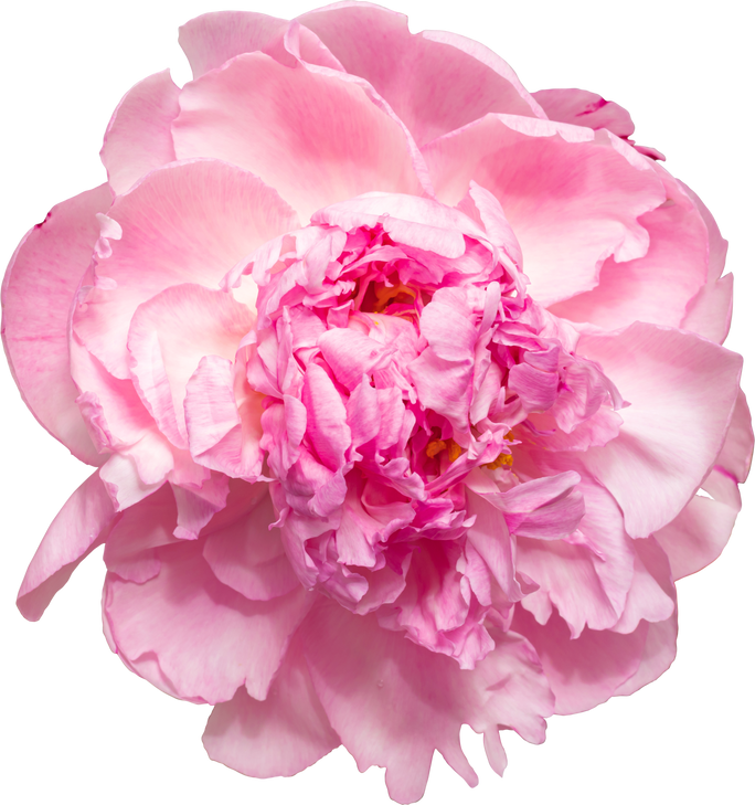 Pink Peony Flower